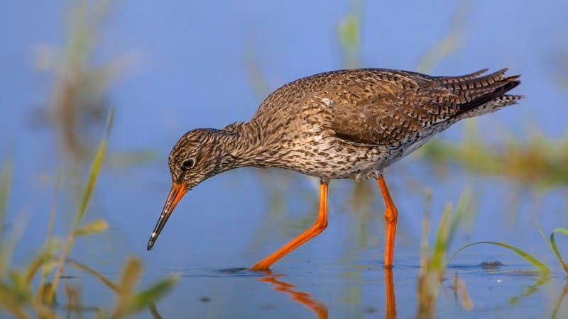 Early birds get time to pay